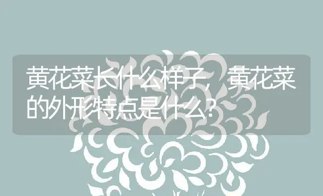 黄花菜长什么样子,黄花菜的外形特点是什么？ | 养殖科普