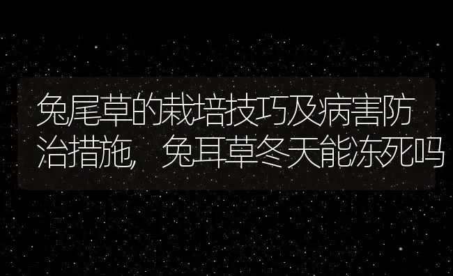 兔尾草的栽培技巧及病害防治措施,兔耳草冬天能冻死吗 | 养殖学堂