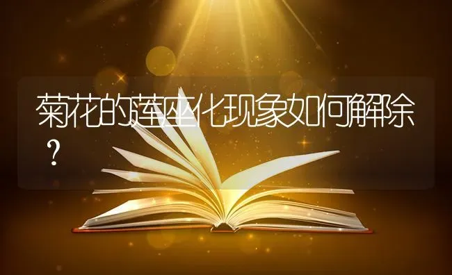 菊花的莲座化现象如何解除? | 养殖知识
