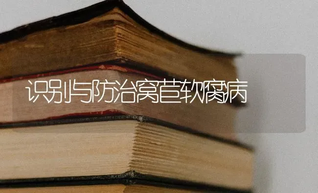 识别与防治窝苣软腐病 | 养殖知识