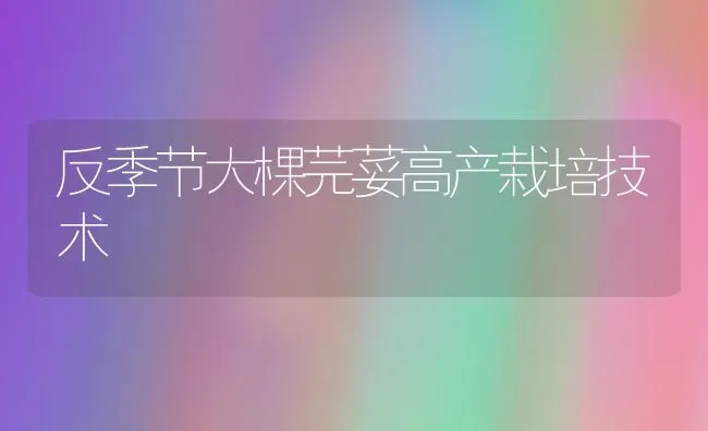 反季节大棵芫荽高产栽培技术 | 养殖技术大全