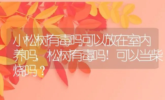 小松树有毒吗可以放在室内养吗,松树有毒吗!可以当柴烧吗？ | 养殖科普