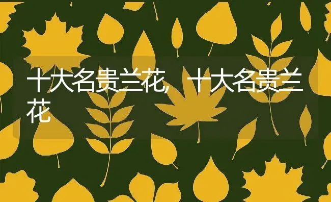十大名贵兰花,十大名贵兰花 | 养殖科普