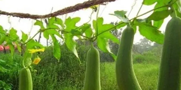 露地丝瓜的种植技术及管理要点 | 生活妙招