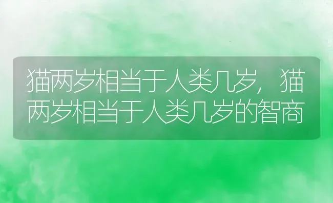 猫两岁相当于人类几岁,猫两岁相当于人类几岁的智商 | 养殖资料