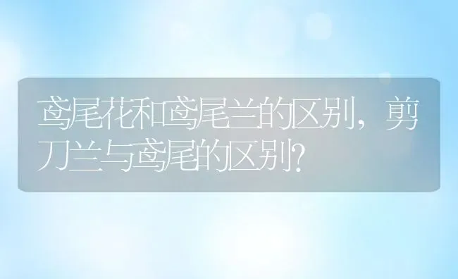 鸢尾花和鸢尾兰的区别,剪刀兰与鸢尾的区别？ | 养殖科普