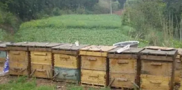 野蜜蜂的养殖要点 | 三农知识