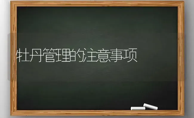 牡丹管理的注意事项 | 养殖知识