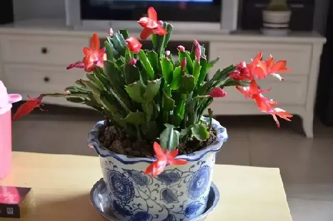 蟹爪兰换盆后要浇水吗,十月份蟹爪兰换完盆要浇水吗？