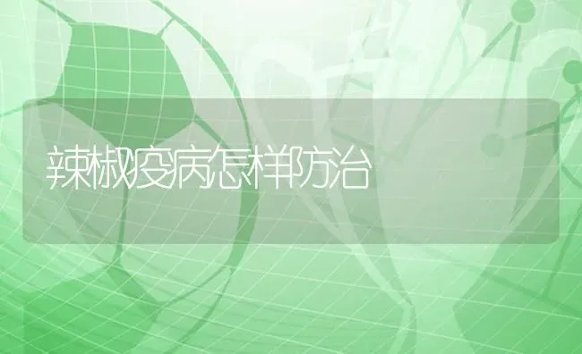 辣椒疫病怎样防治 | 养殖技术大全
