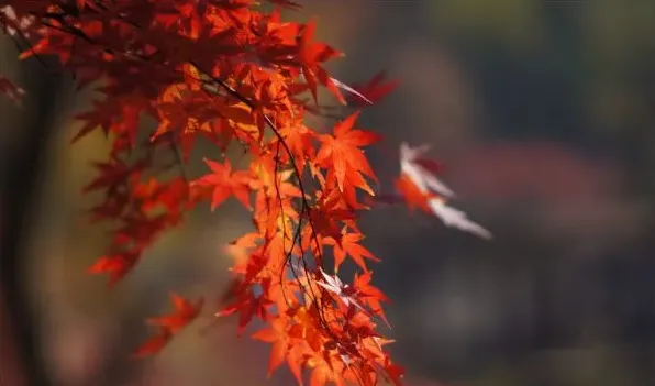 红枫树与黄枫树的区别 | 妙招大全