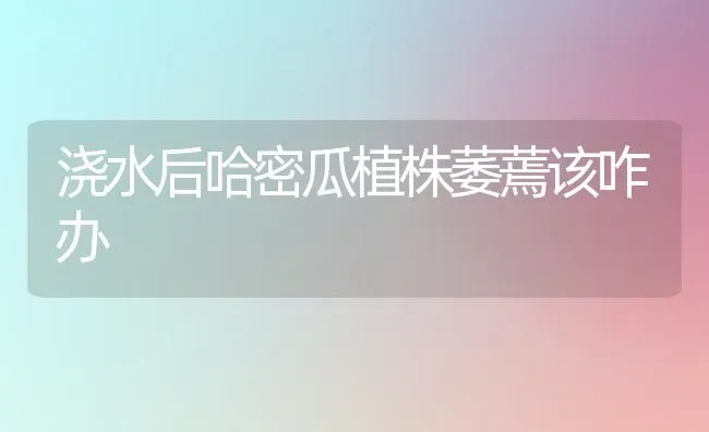 浇水后哈密瓜植株萎蔫该咋办 | 养殖技术大全
