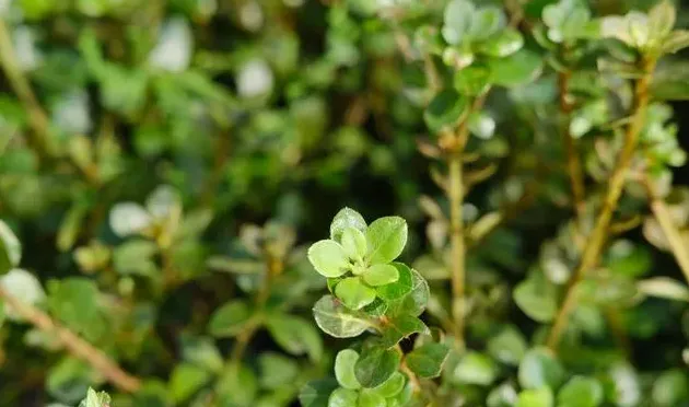 映山红什么季节移栽成活率最高,3月底映山红的移栽方法？
