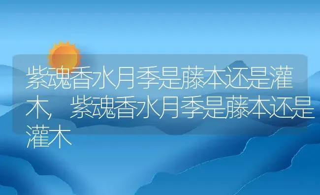 紫魂香水月季是藤本还是灌木,紫魂香水月季是藤本还是灌木 | 养殖学堂