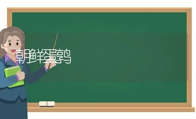 朝鲜蛋鹑 | 养殖知识