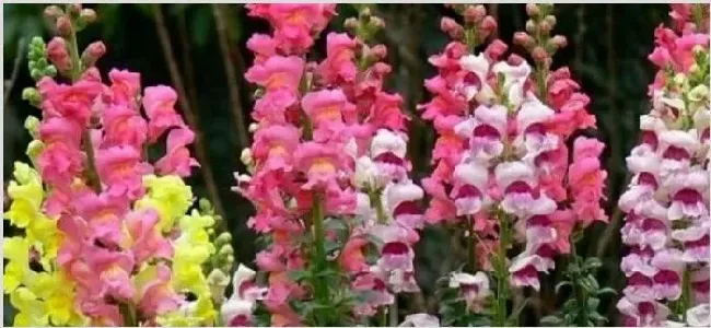 金鱼草一年开几次花 | 妙招大全