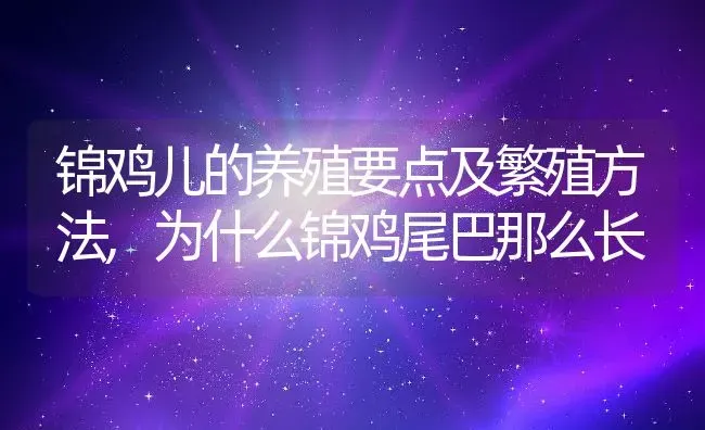 锦鸡儿的养殖要点及繁殖方法,为什么锦鸡尾巴那么长 | 养殖学堂