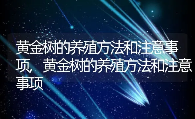 黄金树的养殖方法和注意事项,黄金树的养殖方法和注意事项 | 养殖科普