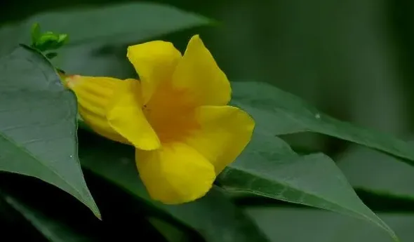 黄蝉花为什么叫男人花,黄蝉花一年开几次花？