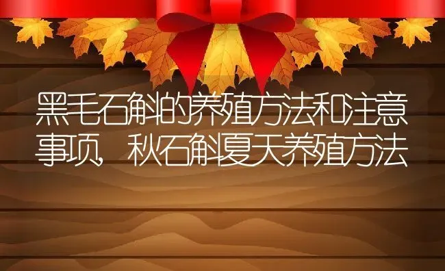 黑毛石斛的养殖方法和注意事项,秋石斛夏天养殖方法 | 养殖学堂