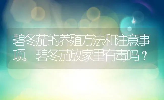 碧冬茄的养殖方法和注意事项,碧冬茄放家里有毒吗？ | 养殖科普