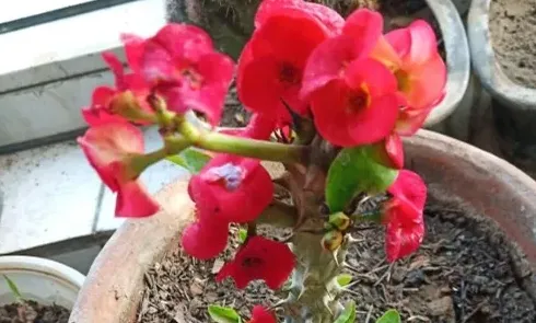 虎刺梅有毒吗家里能养吗,什么花不能在室内养啊？