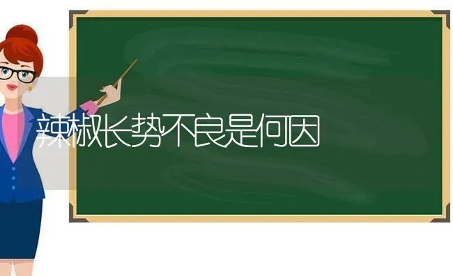 辣椒长势不良是何因 | 养殖知识