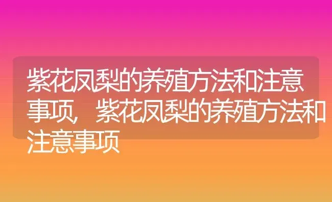 紫花凤梨的养殖方法和注意事项,紫花凤梨的养殖方法和注意事项 | 养殖科普