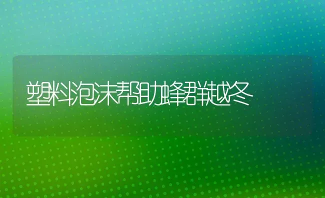 塑料泡沫帮助蜂群越冬 | 养殖知识