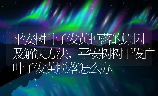 平安树叶子发黄掉落的原因及解决方法,平安树树干发白叶子发黄脱落怎么办 | 养殖学堂