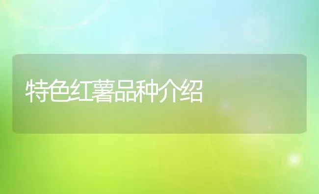 特色红薯品种介绍 | 养殖技术大全