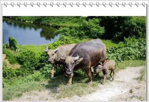 水牛牛犊图片大全 | 常识大全