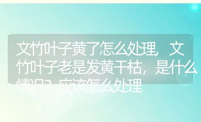 文竹叶子黄了怎么处理,文竹叶子老是发黄干枯，是什么情况？应该怎么处理 | 养殖学堂
