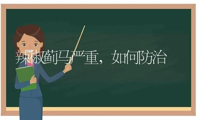 辣椒蓟马严重,如何防治 | 养殖技术大全