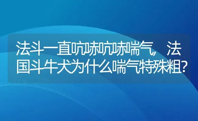 法斗一直吭哧吭哧喘气,法国斗牛犬为什么喘气特殊粗？ | 养殖学堂