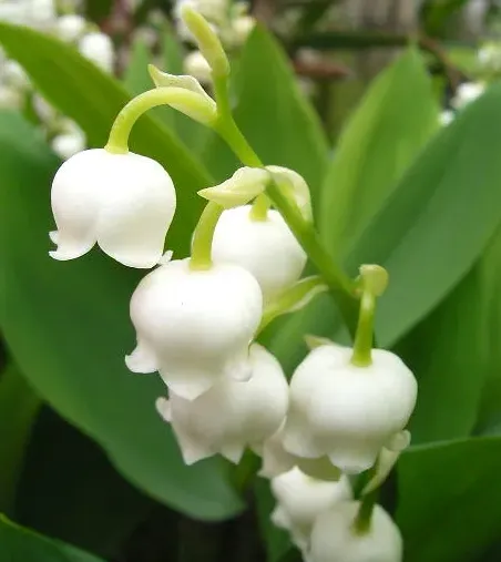 铃兰第二年还能开花吗,紫铃兰花的种植技巧？