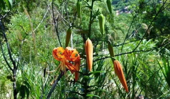 萱草花和黄花菜是一个东西吗,黄花菜以前叫什么？