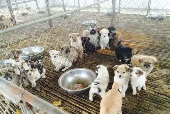 肉狗好养吗 养肉狗前要注意这些 | 生活妙招
