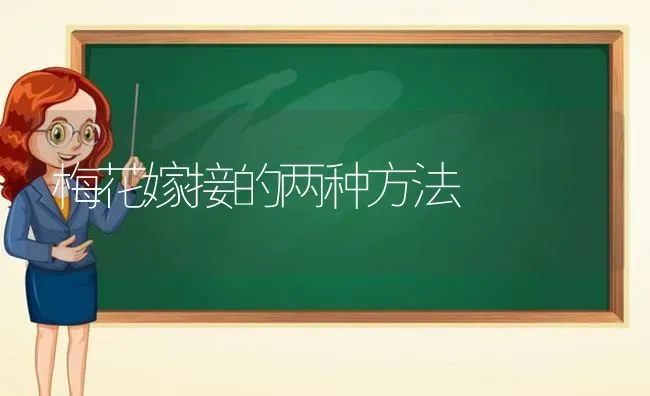 梅花嫁接的两种方法 | 养殖技术大全