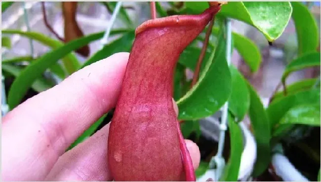 食虫植物怎样捕虫 | 生活妙招