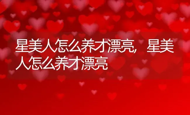 星美人怎么养才漂亮,星美人怎么养才漂亮 | 养殖科普