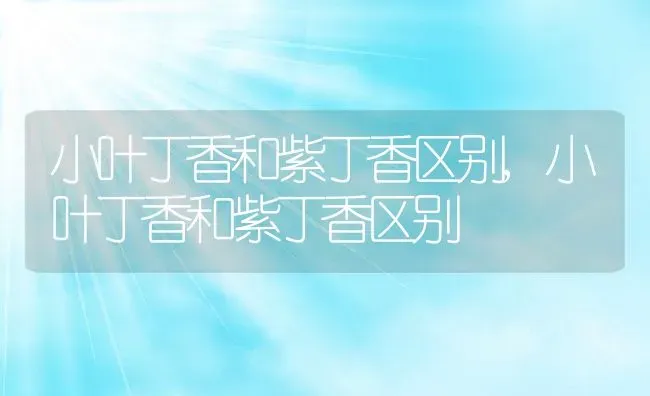 小叶丁香和紫丁香区别,小叶丁香和紫丁香区别 | 养殖科普