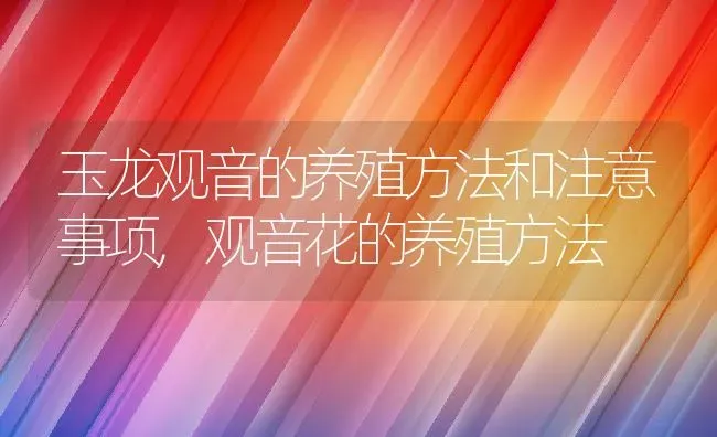 玉龙观音的养殖方法和注意事项,观音花的养殖方法 | 养殖学堂