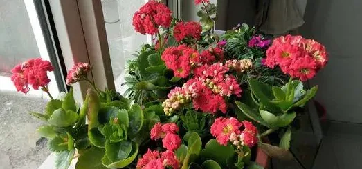 家里为什么不能养长寿花,长寿花放卧室对人有害吗？