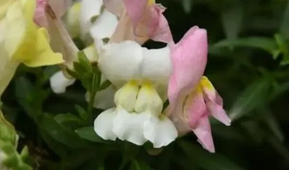 金鱼草一年开几次花 | 妙招大全