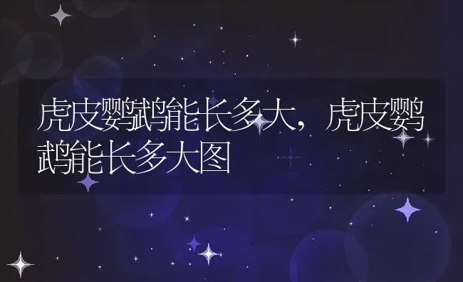 虎皮鹦鹉能长多大,虎皮鹦鹉能长多大图 | 养殖资料