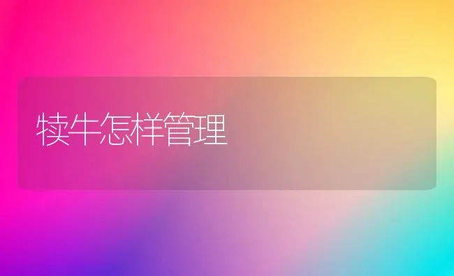 犊牛怎样管理 | 养殖技术大全