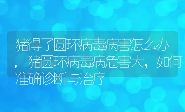 猪得了圆环病毒病害怎么办,猪圆环病毒病危害大，如何准确诊断与治疗 | 养殖学堂