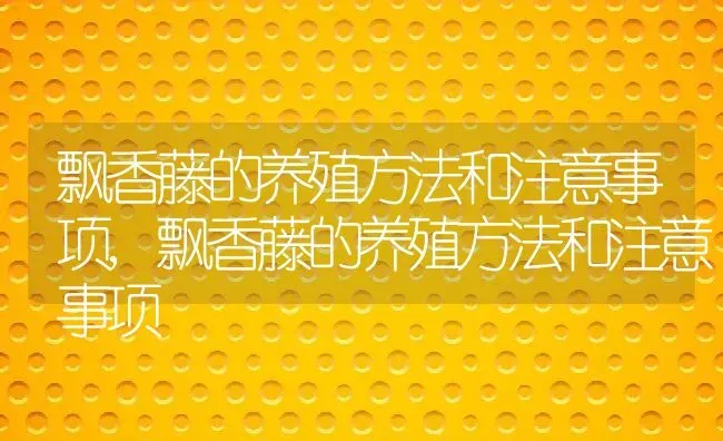 飘香藤的养殖方法和注意事项,飘香藤的养殖方法和注意事项 | 养殖科普