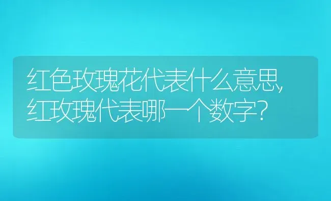 红色玫瑰花代表什么意思,红玫瑰代表哪一个数字？ | 养殖科普